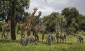 Les girafes sont, elles aussi, menacées de disparition. (© picture-alliance/dpa)