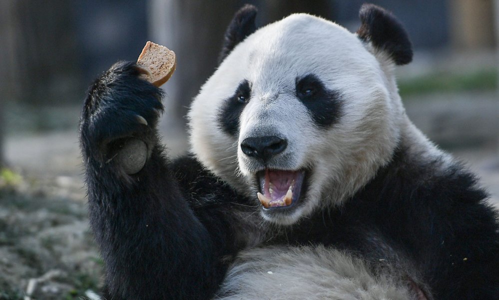 Goodbye, or Just Goodbye for Now? Pandas, Soft Power, and US-China  Relations