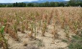 Both nature and people are paying the price: the Robert Koch Institute has so far reported 12,500 heat-related deaths in Germany this summer. (© picture alliance / SIPA / Romain Doucelin)