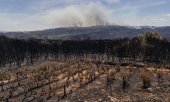 Burnt vineyards in Galicia. (© picture alliance / Anadolu / Pedro Pascual Garcia)