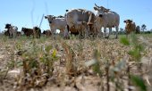 As here in Lower Austria, the livestock can no longer find enough feed in many pastures and must be driven back into the barns earlier than usual. (© picture alliance / APA-Images / Harald Schneider)