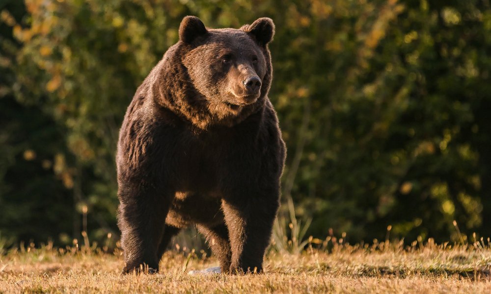 Ответы intim-top.ru: А это правда,что у медведей в половом органе есть косточка?